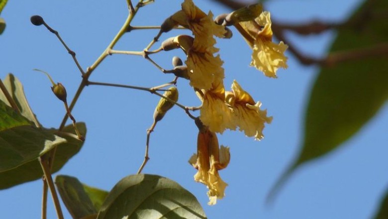 Cây dược liệu cây Quao vàng, Quao trụ - Stereospermum cylindricum Pierre ex Dop