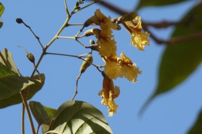 Cây dược liệu cây Quao vàng, Quao trụ - Stereospermum cylindricum Pierre ex Dop