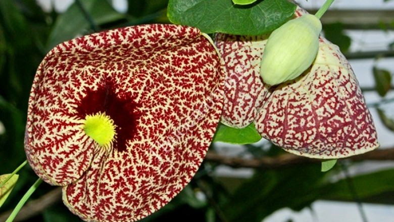 Cây dược liệu cây Nam mộc hương - Aristolochia balansae Franch