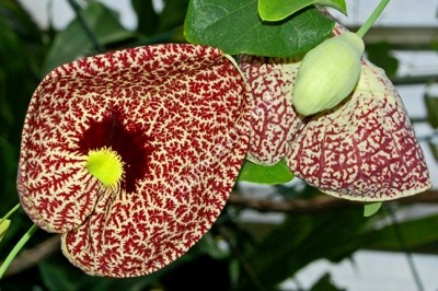 Cây dược liệu cây Nam mộc hương - Aristolochia balansae Franch