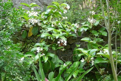 Cây dược liệu cây Quặn hoa Yersin - Chonemorpha Yersini Spire