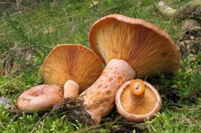 Cây dược liệu cây Nấm sữa, Nấm nhũ sinh - Lactarius deliciosus (L. ex Fr.) Gray