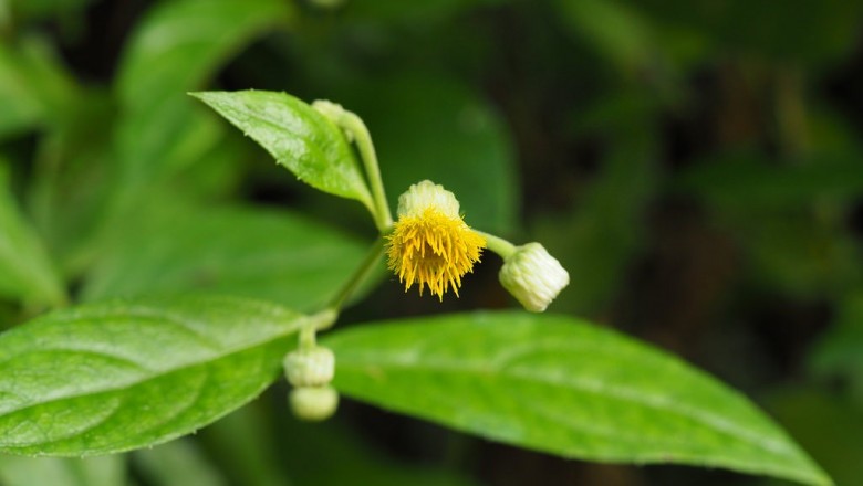 Cây dược liệu cây Ngải nạp hương đầu to, Kim đầu đầu to - Blumea megacephala (Randeria) Chang et Tseng (B. chinensis DC., B. riparia (BluMe) DC. var. megacephala Randeria)