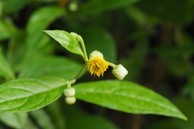 Cây dược liệu cây Ngải nạp hương đầu to, Kim đầu đầu to - Blumea megacephala (Randeria) Chang et Tseng (B. chinensis DC., B. riparia (BluMe) DC. var. megacephala Randeria)