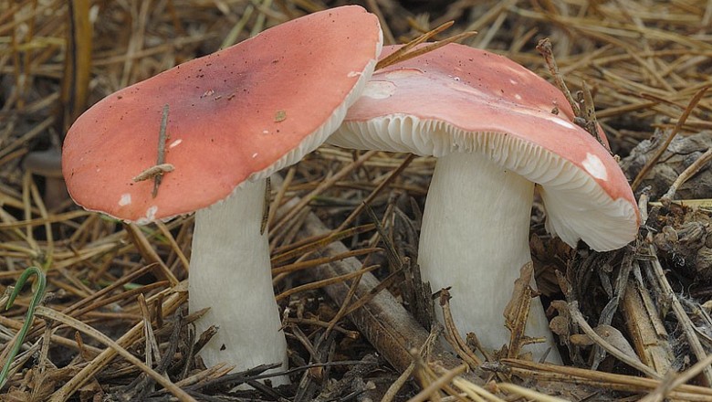Cây dược liệu cây Nấm xốp hồng, Nấm xốp nón - Russula emetica (Schaeff.) Fr