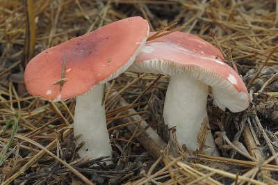 Cây dược liệu cây Nấm xốp hồng, Nấm xốp nón - Russula emetica (Schaeff.) Fr