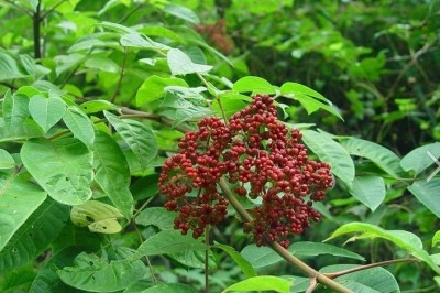 Cây dược liệu cây Ngô thù du - Tetradium rutaecarpum (A. Juss) Hartley (Euodia rutaecarpa (Juss.) Benth et Hook.)