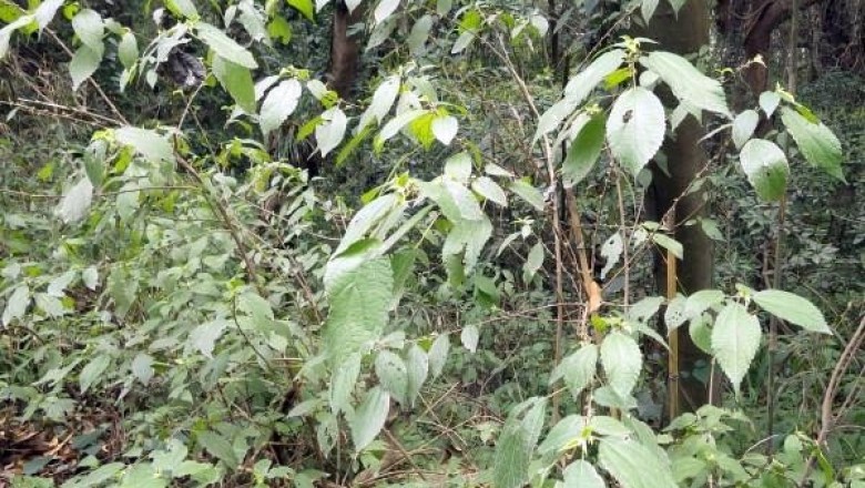 Cây dược liệu cây Ná nang, Chèo béo, Sén - Oreocnide tonkinensis (Gagnep.) Merr. et Chun (Villebrunea tonkinensis Gagnep.)