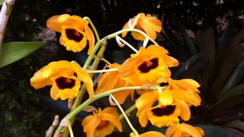 Cây dược liệu cây Ngọc vạn, Diệp sáo thạch hộc - Dendrobium chryseum Rolfe (D. denneanum Kerr)