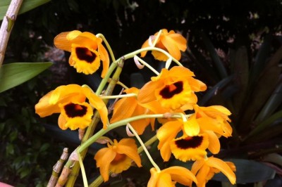 Cây dược liệu cây Ngọc vạn, Diệp sáo thạch hộc - Dendrobium chryseum Rolfe (D. denneanum Kerr)