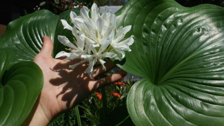 Cây dược liệu cây Ngải lục bình, Ngải hùm - Eurycles amboinensis (L.) Loudon (E. sylvestris Salisb.)