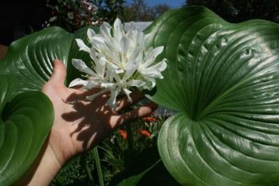 Cây dược liệu cây Ngải lục bình, Ngải hùm - Eurycles amboinensis (L.) Loudon (E. sylvestris Salisb.)