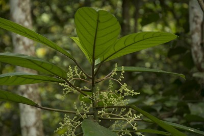 Cây dược liệu cây Nàng hai - Dendrocnide sinuata (Blume) Chew (Laportea crenulata (Roxb.) Gaudich)