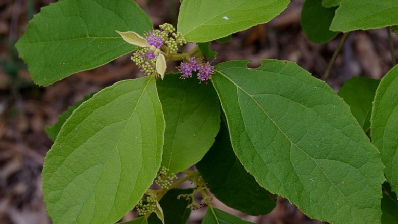 Cây dược liệu cây Nàng nàng, Tử châu, Tu hú, Bạc thau cây - Callicarpa candicans (Burm. f.) Hochr (C. cana L.)