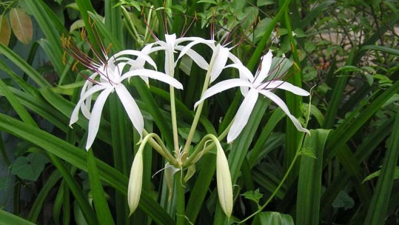 Cây dược liệu cây Náng lá rộng, Tỏi lơi lá rộng - Crinum latifolium L