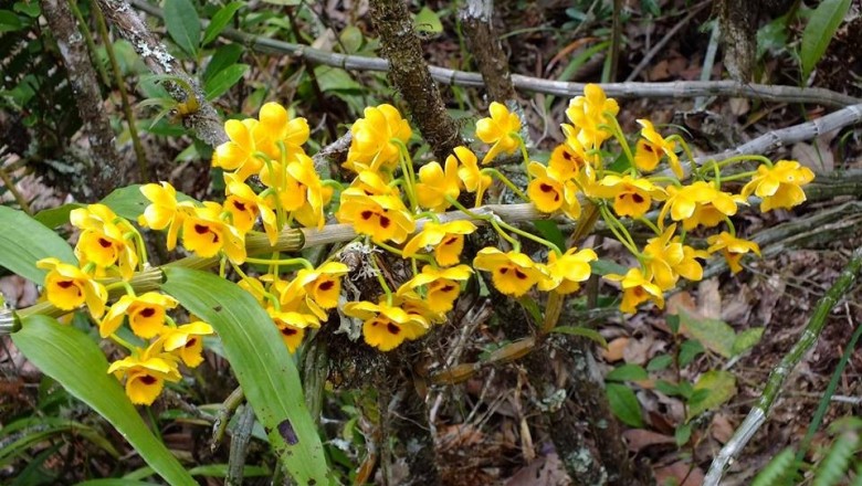 Cây dược liệu cây Ngọc vạn vàng, Thúc hoa thạch hộc - Dendrobium chrysanthum Lindl