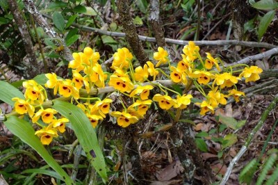 Cây dược liệu cây Ngọc vạn vàng, Thúc hoa thạch hộc - Dendrobium chrysanthum Lindl