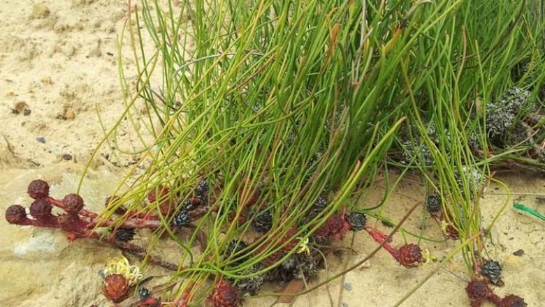 Cây dược liệu cây Năng ngọt, Củ nâu, Cỏ nâu bông đơn - Eleocharis dulcis (Burm. f.) Henschel (E. plantaginea Roem. et Schult.)