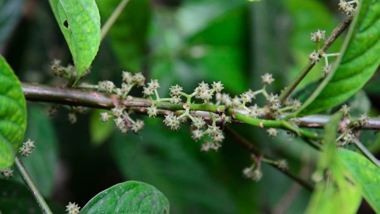 Cây dược liệu cây Ná nang lá nguyên, Nai bìa nguyên - Oreocnide integrifolia Miq. (Villebrunea integrifolia Gaudich)