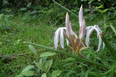 Cây dược liệu cây Náng hoa đỏ, Náng lá gươm - Crinum defixum Ker-Gawl (C. ensifolium Roxb.)