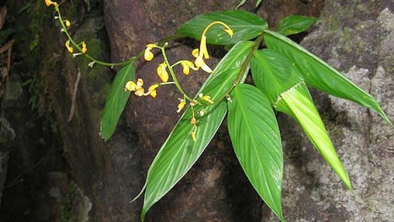 Cây dược liệu cây Ngải mọi, Riềng rừng - Globba pendula Roxb. (G. calophylla Ridl., G. panicoides Miq.)