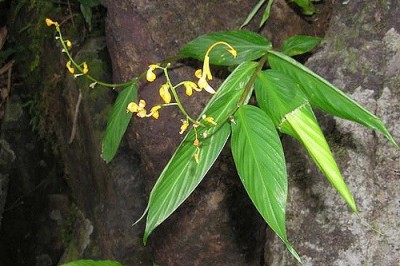 Cây dược liệu cây Ngải mọi, Riềng rừng - Globba pendula Roxb. (G. calophylla Ridl., G. panicoides Miq.)