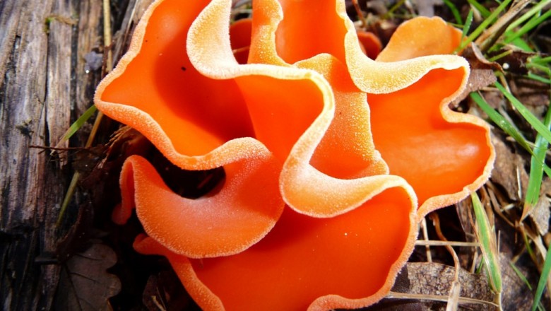 Cây dược liệu cây Nấm tai mèo - Peziza aurantia (Pers.) Fr