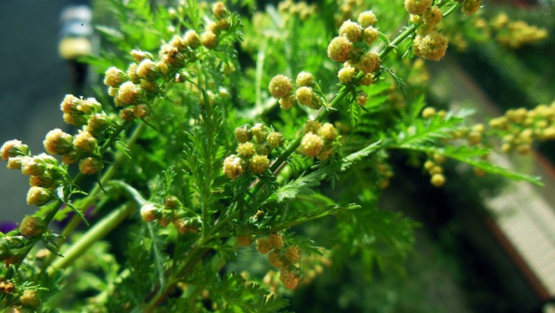 Cây dược liệu cây Ngải hoa vàng, Hoàng hoa hao, Thanh hao – Artemisia annua L