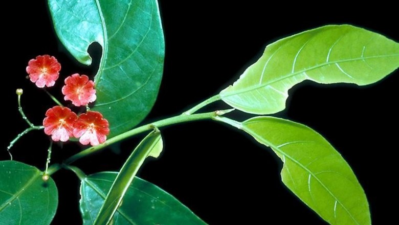 Cây dược liệu cây Nam xích thược - Trigonostemon rubescens Gagnep