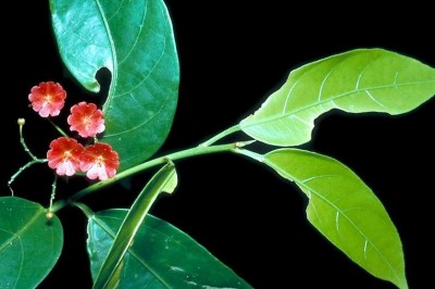 Cây dược liệu cây Nam xích thược - Trigonostemon rubescens Gagnep