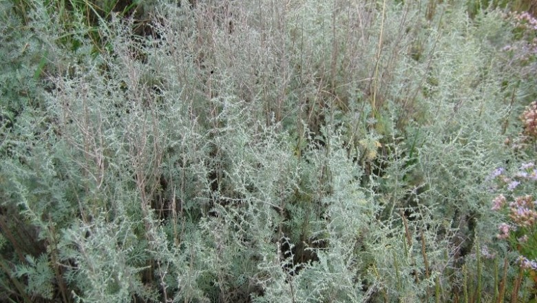 Cây dược liệu cây Ngải giun, Thanh cao biển - Artemisia maritima L