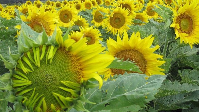 Cây dược liệu cây Hướng dương - Helianthus annuus L