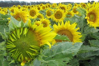 Cây dược liệu cây Hướng dương - Helianthus annuus L