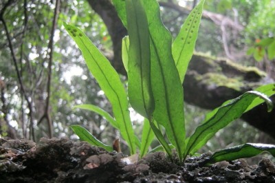Cây dược liệu cây Ngõa vi gân mờ, Ráng quần lân gân mờ - Lepisorus obscurevenulosus (Hayata) Ching (Polypodium obscure-venulosum Hayata)