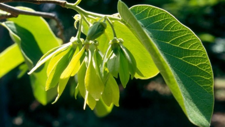 Cây dược liệu cây Ngọc lan tây lá rộng, Tai nghé, Sứ tây, Cây công chúa lá rộng - Cananga latifolia Finet et Gagnep