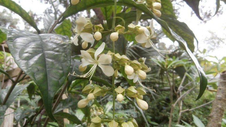 Cây dược liệu cây Ngọc nữ treo, K' Rai - Clerodendrum nutans Jack (C. penduliflorum Wall. ex Schaner)