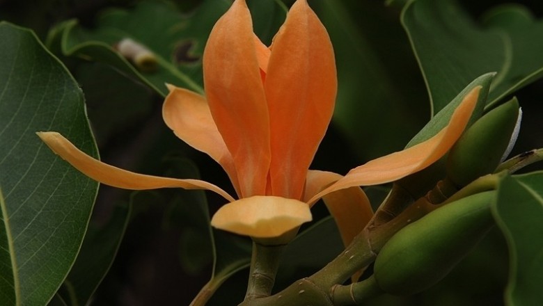 Cây dược liệu cây Ngọc lan hoa vàng, Hoàng lan, Sứ vàng - Michelia champaca L