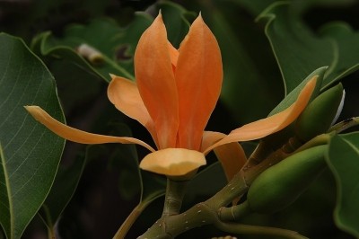 Cây dược liệu cây Ngọc lan hoa vàng, Hoàng lan, Sứ vàng - Michelia champaca L