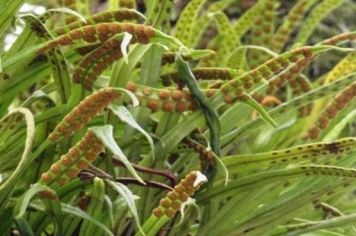 Cây dược liệu cây Ngõa vi lớn, Ráng quần lân cầu lớn - Lepisorus macrosphaerus (Bak.) Ching (Polypodium macrosphaerum Bak.)