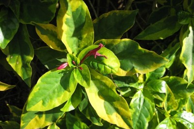 Cây dược liệu cây Ngọc diệp, Vàng bạc trổ - Graptophyllum pictum (L.) Griff