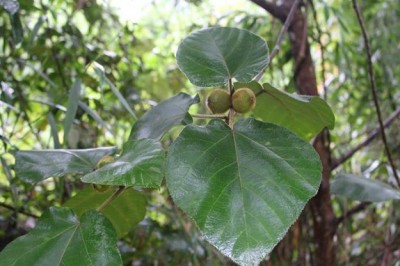 Cây dược liệu cây Ngõa lông, cây lá mán, Ngái vàng - Ficus fulva Reinw. ex Blume