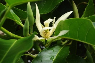 Cây dược liệu cây Ngọc lan hoa trắng - Michelia alba L