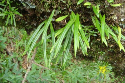 Cây dược liệu cây Ngõa vi, Ổ nang vẩy, Ráng quần lân Thunberg - Lepisorus thunbergianus (Kaulf.) Ching