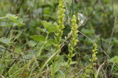 Cây dược liệu cây Ngọc phượng hoa, Chu thư dày, Lan nhuỵ vòng - Peristylus densus (Lindl.) Santap. et Kapad. (Coeloglossum densum Lindl., Habenaria buchnerorides Schltr., H. evrardii Gagnep.)