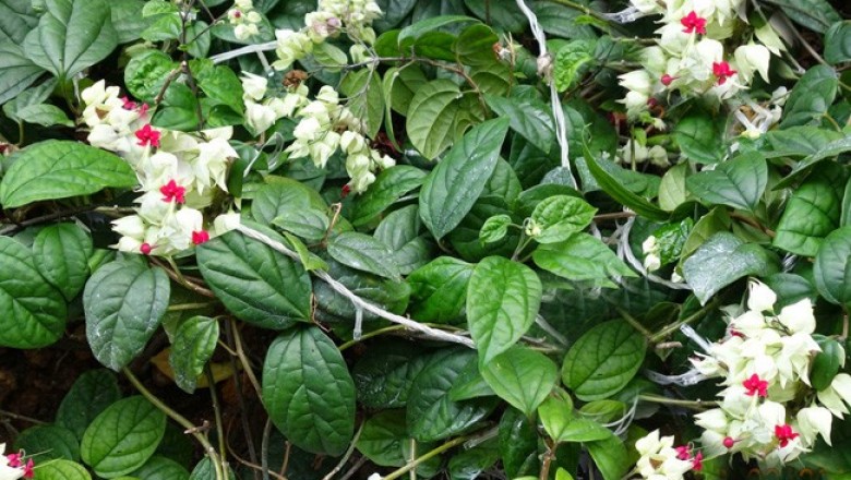 Cây dược liệu cây Ngọc nữ, Rồng nhả ngọc, Tố nữ - Clerodendrum thomsonae Balf