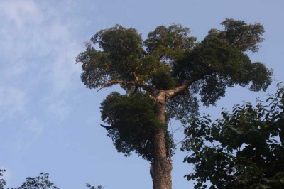 Cây dược liệu cây Nghiến - Burettiodendron tonkinensis (A. Chev.) Kosterm. (Pentace tonkinensis Chev.)