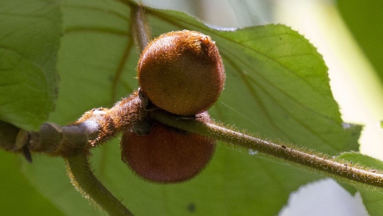 Cây dược liệu cây Ngõa khỉ, Ngái khỉ - Ficus hirta Vahl var. roxburghii (Miq.) King (F. roxburghii Miq.)