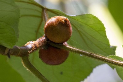 Cây dược liệu cây Ngõa khỉ, Ngái khỉ - Ficus hirta Vahl var. roxburghii (Miq.) King (F. roxburghii Miq.)