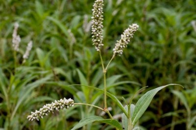 Cây dược liệu cây Nghể râu, Nghể dại, Nghể trắng - Polygonum barbatum L