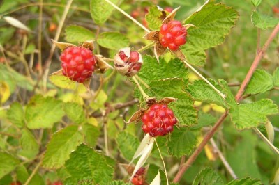 Cây dược liệu cây Ngấy tía, Ngấy lá nhỏ, Tu lúi - Rubus parvifolius L. (R. triphyllus Thunb.)